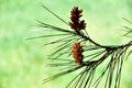 Pine flower in green Royalty Free Stock Photo