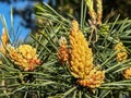 Pine flowering causing large amounts of pollen