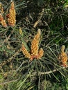Pine flowering causing large amounts of pollen