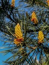 Pine flowering causing large amounts of pollen