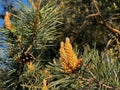 Pine flowering causing large amounts of pollen