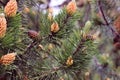 Pine in the flowering period.