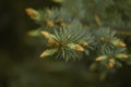 Pine flowers close-up.