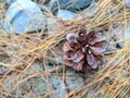 Pine flowers on dry leaves Royalty Free Stock Photo