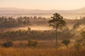 Pine and fog at Tung Salang Luang National Park,Thailand