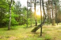 Pine forest Royalty Free Stock Photo