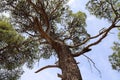 Pine forest on the Adriatic coast in Croatia Royalty Free Stock Photo