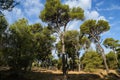 Pine forest on the Adriatic coast in Croatia Royalty Free Stock Photo