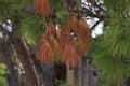 Pine forest on the Adriatic coast in Croatia Royalty Free Stock Photo