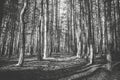 Pine forest in the autumn. Monochrome photo