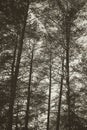 Pine forest in the autumn. Monochrome photo