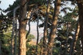 Pine forest in autumn