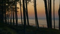 Pine forest at Baltic sea in a sunset lights