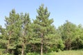 Pine forest in baotou city, adobe rgb
