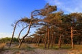 Pine forest on a beach along the Baltic Sea shore in Poland Royalty Free Stock Photo