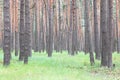 Pine forest with beautiful high pine trees against other pines with brown textured pine bark in summer Royalty Free Stock Photo