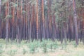 Pine forest with beautiful high pine trees against other pines with brown textured pine bark in summer Royalty Free Stock Photo