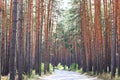 Pine forest with beautiful high pine trees against other pines Royalty Free Stock Photo