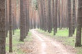 Pine forest with beautiful high pine trees against other pines with brown textured pine bark in summer Royalty Free Stock Photo