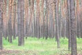 Pine forest with beautiful high pine trees against other pines with brown textured pine bark in summer Royalty Free Stock Photo