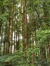 Pine forest in Bedugul Bali