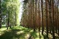 Pine forest. Birch grove. Smooth rows of trees. Green grass. Unique