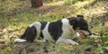 In the pine forest black white dog lying on ground nibbles a big bone Royalty Free Stock Photo