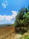 Pine forest with blue sky and clouds in Fatumaca, Timor-Leste. Royalty Free Stock Photo