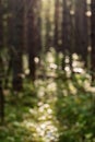 Pine forest in bright sunlight. Summer background, blur, bokeh.