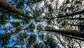 Pinewood forest in sunrise, Caribbean pine (Pinus caribaea) trees are long row. Pine park at Chiang Mai, Thailand.