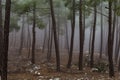 Pine forest and cedar trees in foggy weather Royalty Free Stock Photo