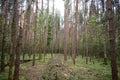 In a pine forest on a clearing cut down, trees. Logging, branches. The grass is green around tall slender trees. Passage