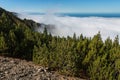 Pine forest with cloud inversion Royalty Free Stock Photo