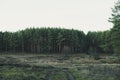 pine forest in cloudy weather  landscape Royalty Free Stock Photo