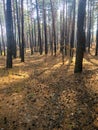 Pine forest with cones on the ground Royalty Free Stock Photo