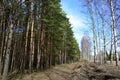 Pine forest, coniferous branches hang down. Birch alley. Forest road. Sky clouds. Pines with thick trunks and gnarled branches