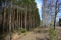 Pine forest, coniferous fluffy branches. Birch alley. A pine tree was uprooted. Sky clouds. Pines with thick trunks and gnarled