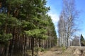 Pine forest, coniferous fluffy branches. Birch alley. Forest alley. Sky clouds. Pines with thick trunks and gnarled branches