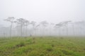 Pine forest cover with mist Royalty Free Stock Photo