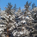 Pine forest covered with fresh snow during winter Christmas on a sunny frosty day Royalty Free Stock Photo