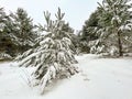The pine forest is covered with snow in winter.