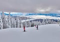 Pine forest covered in snow on winter season,Mountain landscape in Poiana Brasov with view over the the ski slope with skiers and