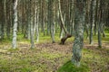 Beautiful forest twisted trunks of the pine trees Royalty Free Stock Photo