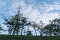 Pine forest in Da Lat Royalty Free Stock Photo