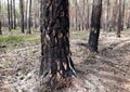 Pine forest damaged by fire bark burned undergrowth and tree trunks, however, trees grow and nothing happened to them tanned trunk