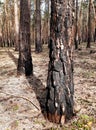 Pine forest damaged by fire burned undergrowth and tree trunks, however, trees grow and nothing happened to them tanned trunk