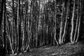 Dark and strange atmosphere in the pine forest with lined up trees