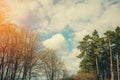 Pine forest and deciduous forest in spring