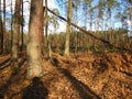 Pine forest and deforestation, autumn tree shadows