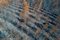 pine forest devastated by forest fire, aerial drone view